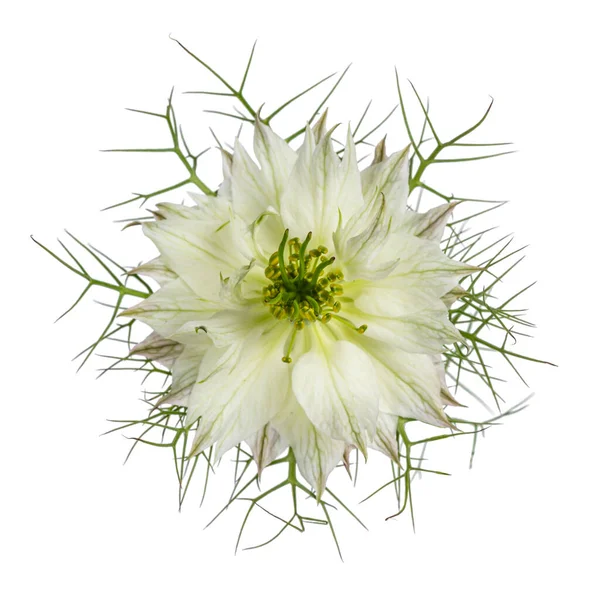 Top View Love Mist Aka Nigella Flower White Flower Green — Stock Fotó