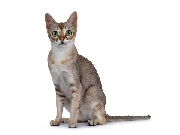 Niedliches Reinrassiges Katzenkätzchen Aus Singapur Das Seitlich Aufsitzt Mit Grün — Stockfoto