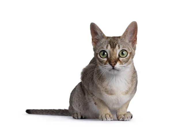 Şirin safkan kedi yavrusu Singapur kedisi, yüz üstü uzanıyor. Yeşil sarı gözlerle doğrudan kameraya bakıyor. Beyaz arkaplanda izole.