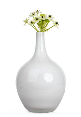 Beyaz cam vazoda yatan tek bir Ornithogalum saundersiae 'nin yan görüntüsü. Beyaz bir arkaplanda izole edilmiş.