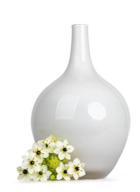 Beyaz cam vazonun yanında duran tek bir Ornithogalum saundersiae baş nam-ı diğer Beytüllahim yıldızı. Beyaz bir arkaplanda izole edilmiş.