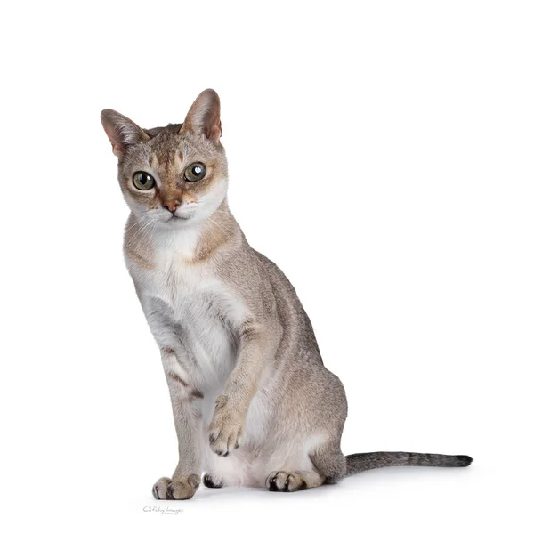 Senior Male Singapura Cat Sitting Facing Front One Paw Playful — 스톡 사진