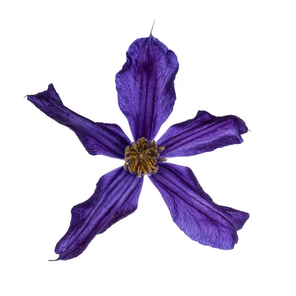 Vista Superior Única Flor Azul Clematis Isolado Sobre Fundo Branco — Fotografia de Stock