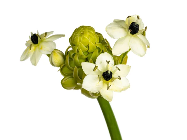 Vue Latérale Détaillée Une Seule Ornithogalum Saundersiae Alias Étoile Bethléem — Photo