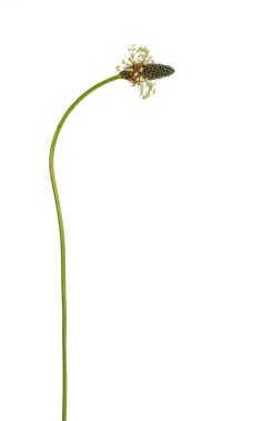 Side view of single Lam's tongue aka Plantago lanceolata. Isolated on a white background.