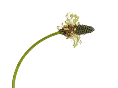 Side view of single Lam's tongue aka Plantago lanceolata. Isolated on a white background.