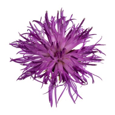 Top view of Brownray Knapweed aka Centaurea jacea. Single pink flower on green stem. Isolated on a white background.