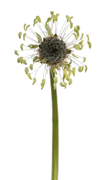 Front View Single Lam Tongue Aka Plantago Lanceolata Isolated White — Stok fotoğraf