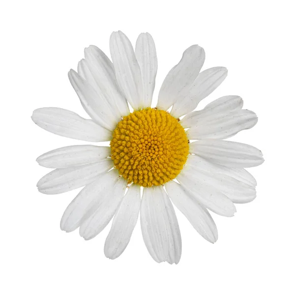 Top View Oxeye Daisy Aka Leucanthemum Vulgare Single Flower Stem — Stok fotoğraf