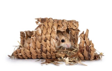 Şirin şişman gerbil, rotan tünelinde saklanıp kameraya doğru bakıyordu. Beyaz bir arkaplanda izole edilmiş.
