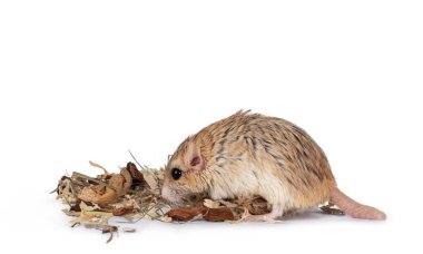 Şirin şişko gerbil, tahta keskin nişancılarının arasında dikiliyordu. Yiyecek arıyorum. Beyaz bir arkaplanda izole edilmiş.