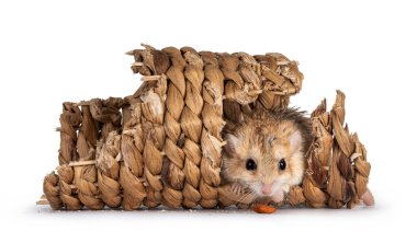 Şirin şişman gerbil, rotan tünelinde oturmuş burnunun önündeki yiyecekle kameraya bakıyordu. Beyaz bir arkaplanda izole edilmiş.