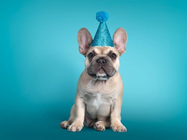 Sevimli Fransız Bulldog köpeği, yüzünde mavi bir parti şapkası ile önde oturuyor. Kameraya doğru bakıyorum. Turkuaz arkaplanda izole edildi.