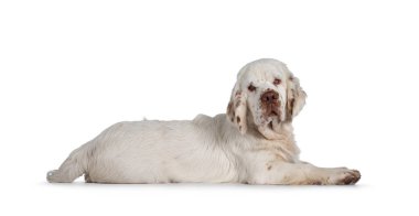 Şirin Clumber Spaniel köpek yavrusu, yan yatar vaziyette. Tipik sarkık gözlerle kameraya doğru bakıyor. Beyaz bir arkaplanda izole edilmiş.