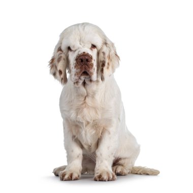 Şirin Clumber Spaniel köpek yavrusu, yan yana oturuyor. Tipik sarkık gözlerle kameraya doğru bakıyor. Beyaz bir arkaplanda izole edilmiş.