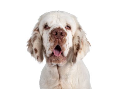 Yan yana oturan sevimli Clumber Spaniel köpek yavrusunun kafasından. Tipik sarkık gözlerle kameraya doğru bakıyor. Ağzını aç ve dilini göster. Beyaz bir arkaplanda izole edilmiş.