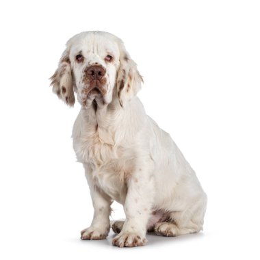 Şirin Clumber Spaniel köpek yavrusu, yan yana oturuyor. Tipik sarkık gözlerle kameraya doğru bakıyor. Beyaz bir arkaplanda izole edilmiş.