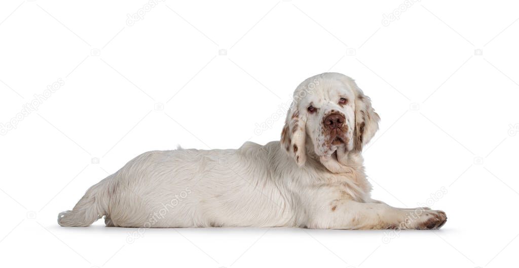 Cute Clumber Spaniel dog pup, laying down side ways. Looking towards camera with the typical droopy eyes. Isolated on a white background.