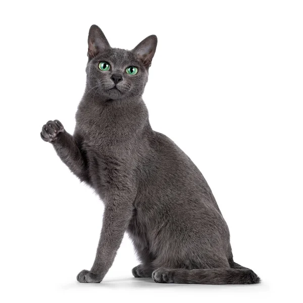 Young Silver Tipped Korat Cat Sitting Side Ways Looking Camera — Stock Photo, Image