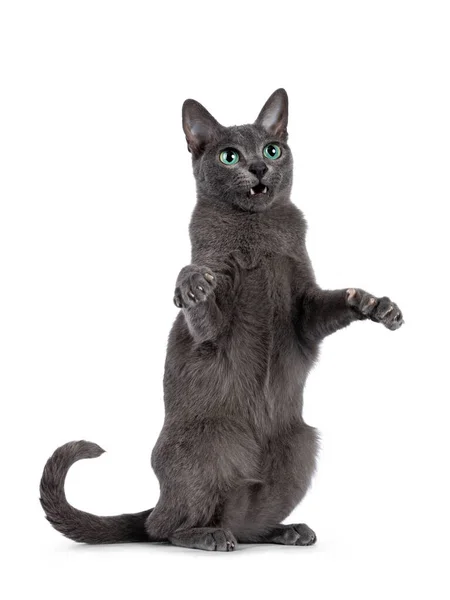 Young Silver Tipped Korat Cat Standing Dancing Pose Hind Paws — Stock Photo, Image