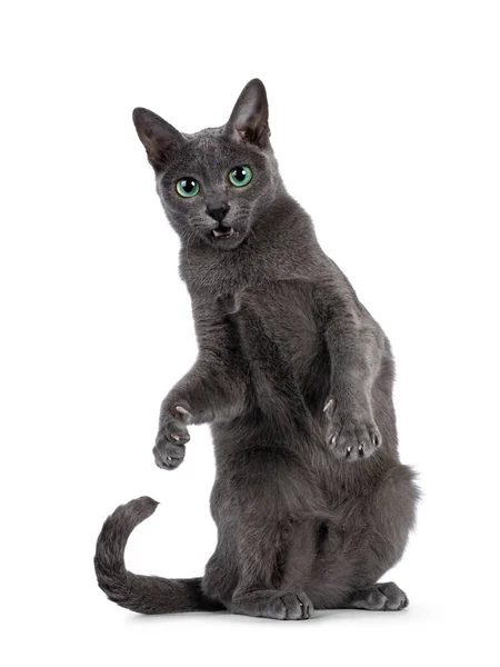 Prata Nova Derrubou Gato Korat Estando Pose Dançando Patas Traseiras — Fotografia de Stock