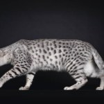 Vynikající Egyptská Mau Kočka Plížící Stranou Dívá Přímo Před Sebe