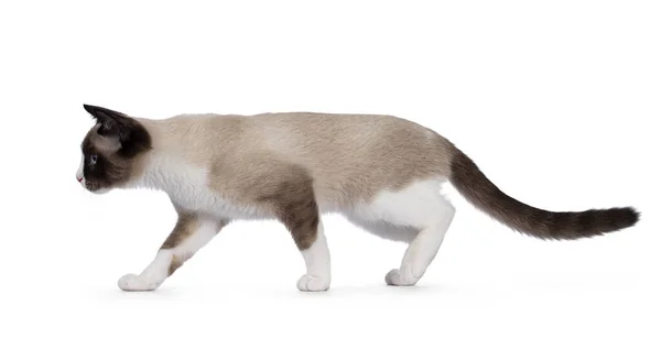 可爱的小雪鞋猫 走在旁边的路上 用典型的蓝眼睛从摄像机前直视前方 被白色背景隔离 — 图库照片
