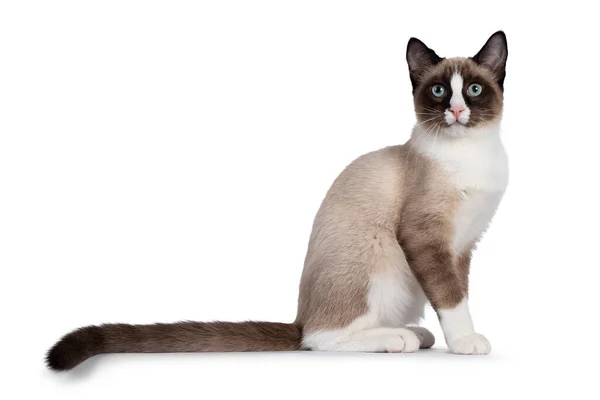 Adorable Joven Gato Raquetas Nieve Gatito Sentado Lado Recto Maneras —  Fotos de Stock