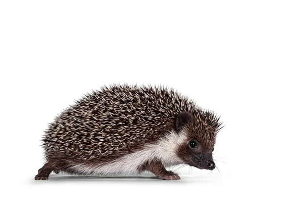 Niedliche Vollmaske Afrikanischer Pygme Igel Seitlich Stehend Blick Die Kamera — Stockfoto