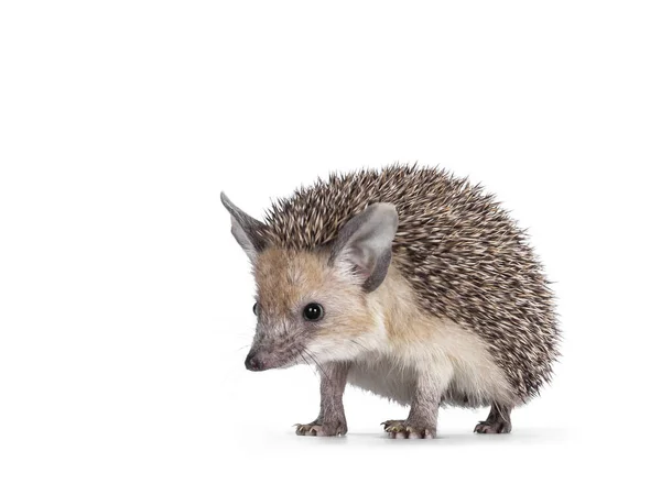 Adorável Pequeno Ouriço Orelhas Compridas Aka Hemiechinus Auritus Sentado Frente — Fotografia de Stock