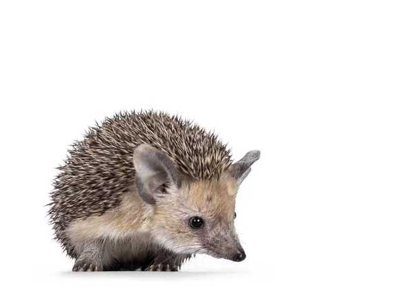 Adorable Small Long Eared Hedgehog Aka Hemiechinus Auritus Standing Facing — Stock Photo, Image