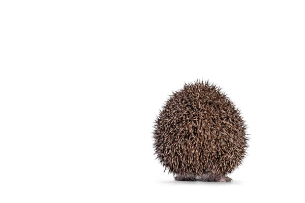 Adorable Small Long Eared Hedgehog Aka Hemiechinus Auritus Walking Away — Stock Photo, Image