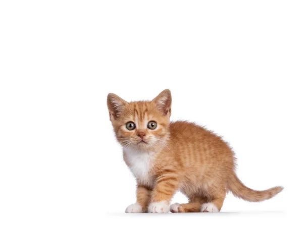 Niedliche Kleine Rote Makrele Mit Weißem Britisch Kurzhaar Katzenkätzchen Seitlich — Stockfoto