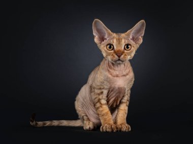 Şirin kahverengi Devon Rex kedi yavrusu, öne doğru eğiliyor. Kameraya doğru tuhaf bir bakış. Siyah arkaplanda izole edilmiş.