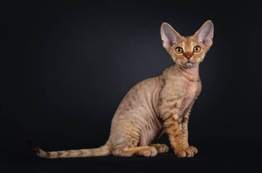 Şirin kahverengi Devon Rex kedi yavrusu, yan yana oturuyor. Kameraya doğru tuhaf bir bakış. Siyah arkaplanda izole edilmiş.