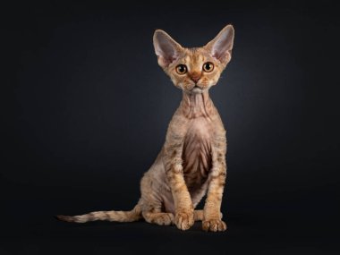 Önünde oturan sevimli kahverengi Devon Rex kedi yavrusu. Kameraya doğru tuhaf bir bakış. Siyah arkaplanda izole edilmiş.