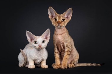 İki Devon Rex kedi yavrusundan oluşan şirin bir kedi yavrusu. Oturuyorlar ve yüzleri önde yatıyorlar. Kameraya doğru bakıyorum. Siyah arkaplanda izole edilmiş.
