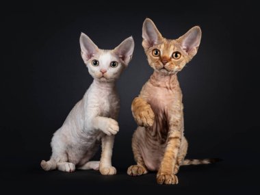 Önde oturan iki Devon Rex kedi yavrusu yavrusu. Ön pençeler havada şakacıdır. Kameraya doğru bakıyorum. Siyah arkaplanda izole edilmiş.