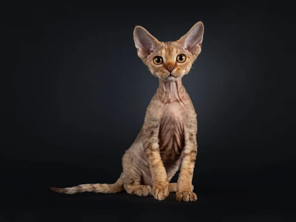 Lindo Marrón Dorado Devon Rex Gato Gatito Sentado Frente Mirando — Foto de Stock