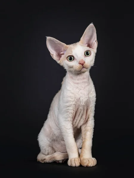 Lindo Tonkinese Devon Rex Gato Gatito Sentado Frente Mirando Curioso —  Fotos de Stock