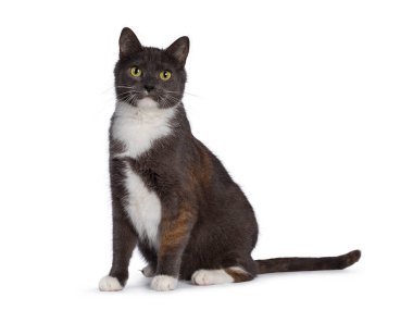 Son derece nadir bulunan erkek tortie kedi, yan yana oturuyor, kameraya doğru canlı görünüyor. Beyaz bir arka planda izole edilmiş. Gövdenin arkasında kuyruk.