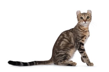 Güzel kahverengi tekir Amerikan Kıvırcık Kıvırcık Kedisi, yan yana oturuyordu. Kameraya doğru bakıyorum. Beyaz arkaplanda izolasyon.