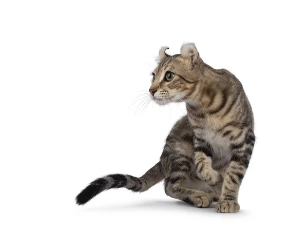 Beautiful Brown Tabby Blotched American Curl Shorthair Cat Turning Side — Stock Photo, Image