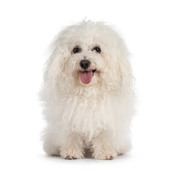 Cute White Ball Fluf Bolognese Dog Sitting Facing Front Showing — Stock Photo, Image