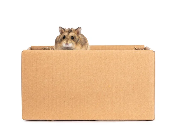 Mignon Petit Hamster Assis Dans Une Boîte Carton Brun Regardant — Photo