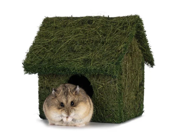 Joli Petit Hamster Assis Devant Maison Herbe Verte Regardant Vers — Photo