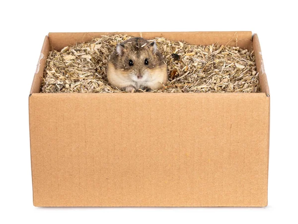 Joli Petit Hamster Assis Dans Une Boîte Carton Levant Les — Photo