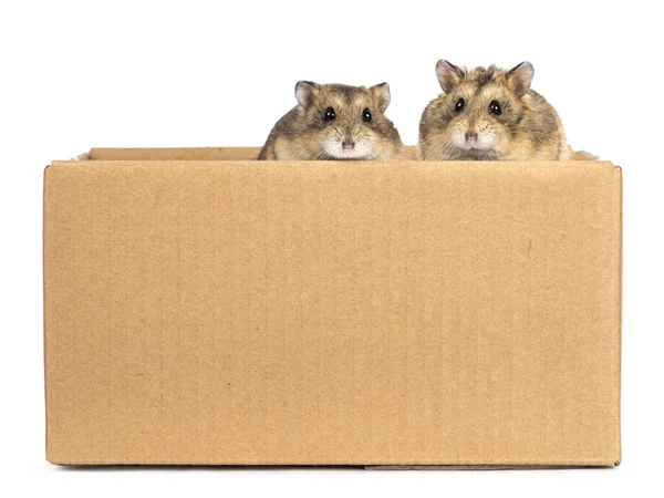 Dois Pequenos Hamsters Giros Sentados Numa Caixa Castanha Olhando Sobre — Fotografia de Stock