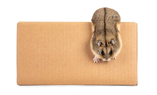 Pequeno Hamster Bonito Escapando Caixa Papelão Pendurado Cabeça Para Baixo — Fotografia de Stock