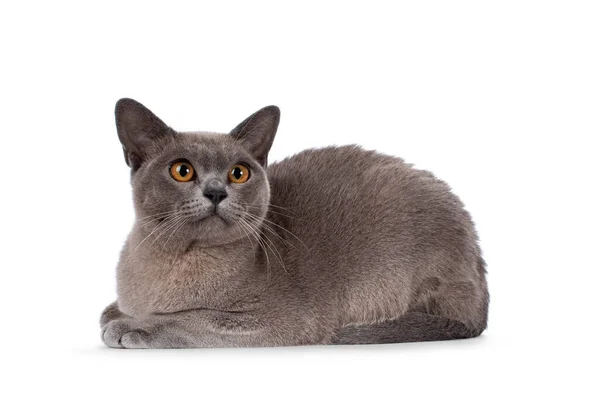 Blue Burmese Cat Kitten Laying Side Ways Looking Away Camera — Stock Photo, Image